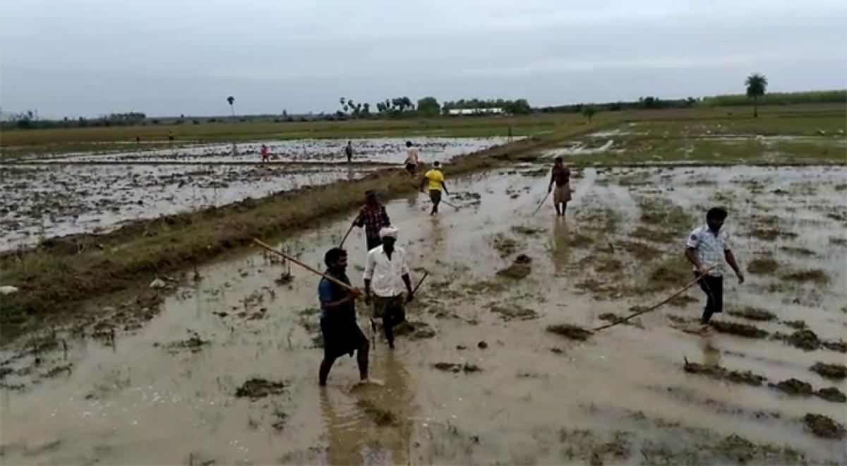 Farmers trying to ‘harvest’ fish at Gollamudi fields in Krishna district on Friday